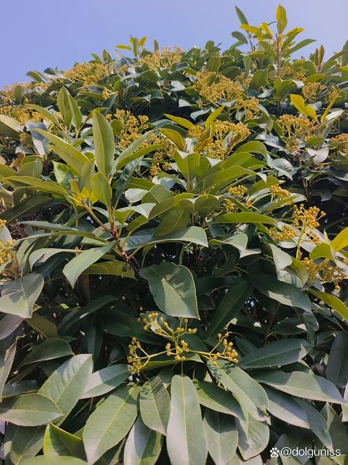 园林绿化苗木# #植物# #园林绿化