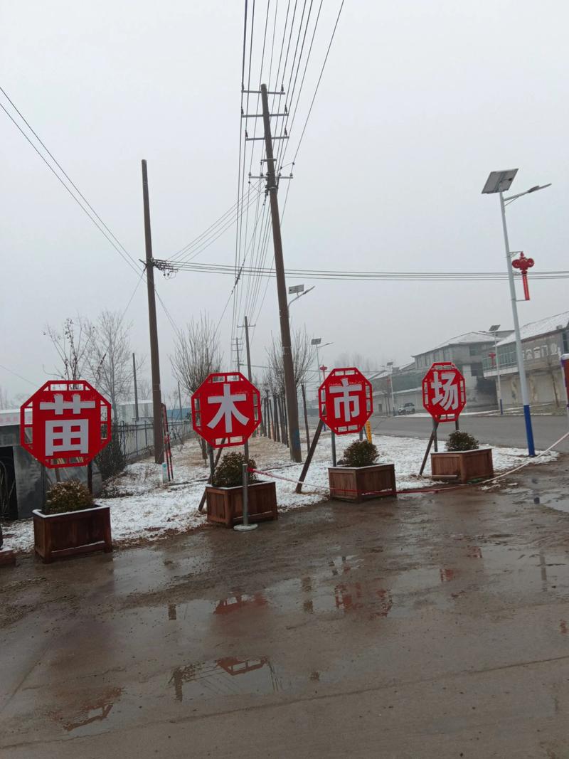 鲁西南容器苗市场现货供应以下绿化苗木 1.老式国槐(分枝2米 - 抖音