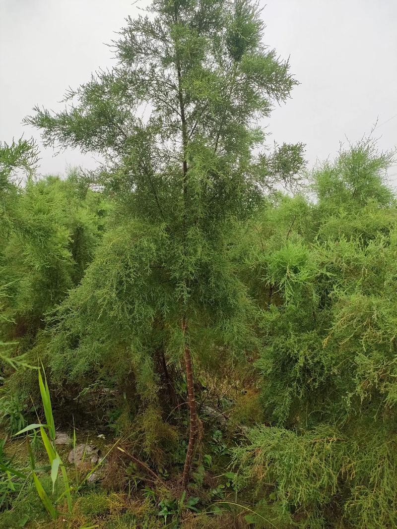 大量供应绿化苗木供应 #苗圃基地 #诚信苗木人 #质量杠杠 - 抖音