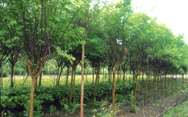 紫薇、紫荆、紫藤、等绿化苗木-花木图片