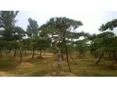 山东绿化专用油松树|造型景观|绿化苗木|供应信息|597苗木网