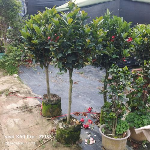 工厂写字楼绿化工程施工苗木花卉盆景草皮供应