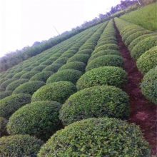 【宝鸡小叶女贞-哑柏苗木基地-绿化苗木种植技术图片】宝鸡小叶女贞-哑柏苗木基地-绿化苗木种植技术 - 周至县绿森园艺苗圃